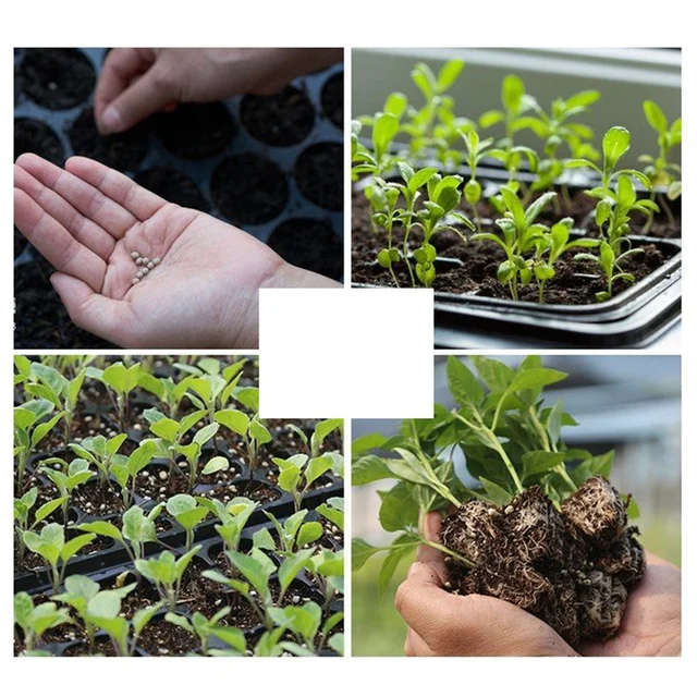 1 Set Starter Tálca Erős Vetőmag Indító Grow Könnyű Állvány A Indulásához, Palánták Csírázása És Növények Terjedése - Image 6