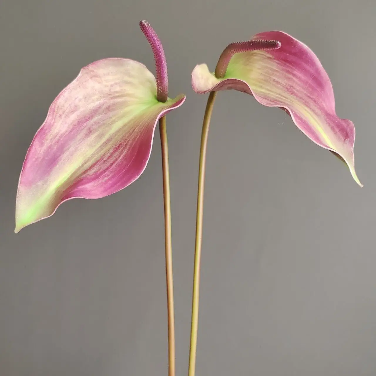 

Plastic Anthura Morandi Autumn Leaves for Home Table, Artificial Flower Plant, Floral, Event Party, Nature Decoration, 72cm