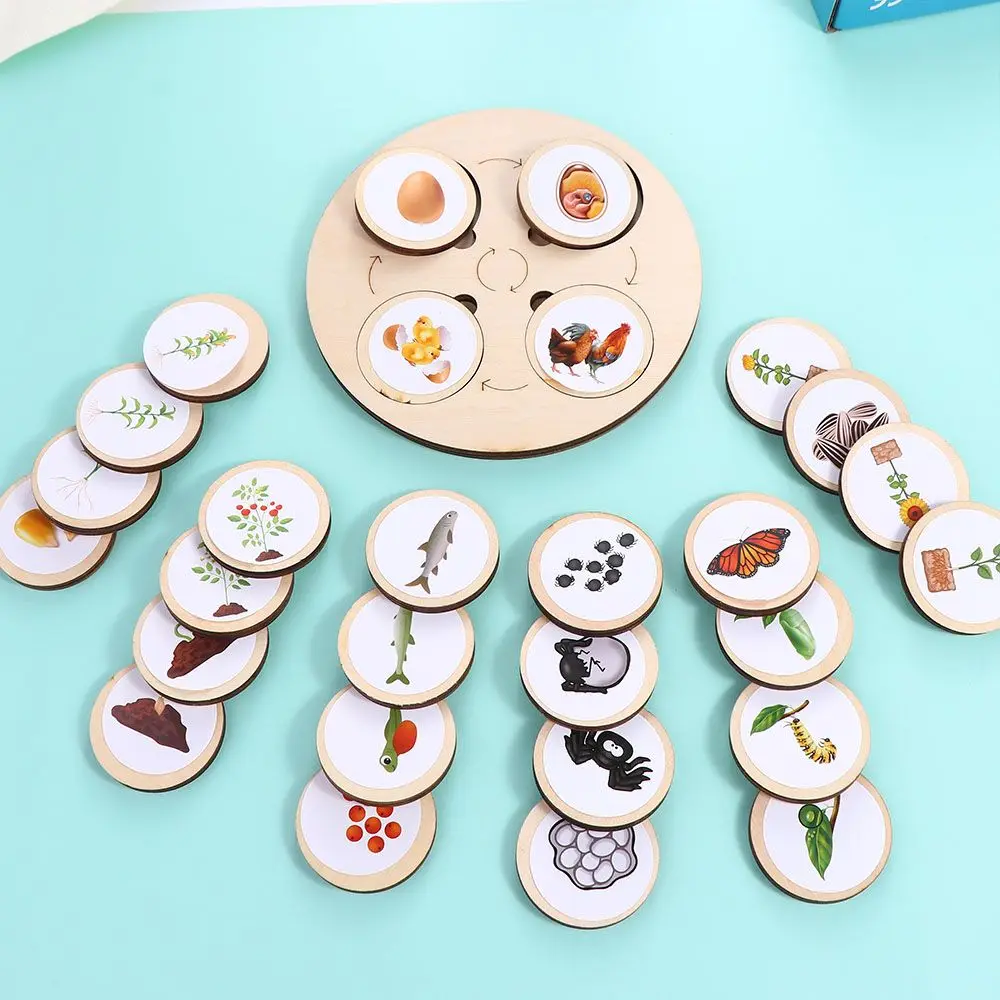 

Girl Sensory Tray Animal Figure Science Biology Life Cycle Board Sorting Wooden Toy Life Cycle Wooden Toy Growth Cycle Model