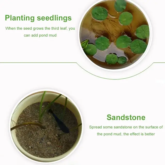 Lótusz Tó Sár Természetes Tápanyagokkal Növényi Műtrágya Víznövények Vetőmag Termesztési Táptalaj - Image 3