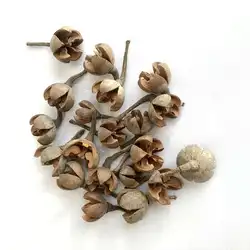 Set of 20 Realistic Artificial Acorn Decorations for Autumn Home and Kitchen Decor (Dry flower)