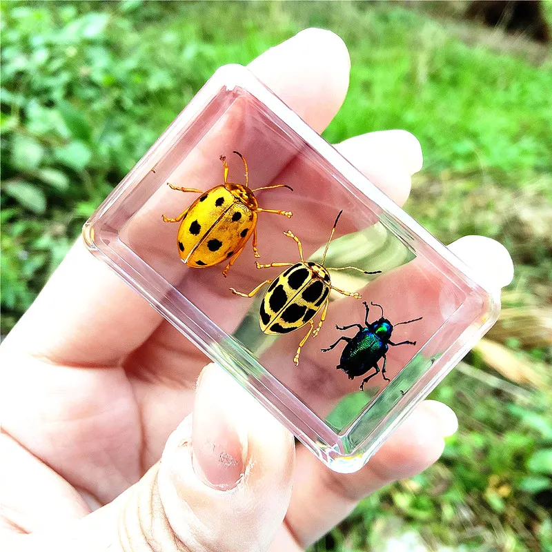 Real Insect Resin Specimen Stag Beetle Locust Crab Scarab Bee Spider Teaching Collection Children's Cognition,insect specimens