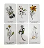Fast Ship HOT Hedge Witch Botanical Oracle Cards 40 Pcs Wisdom From The Boundary Lands Tarot Deck Games With PDF Guidebook 4