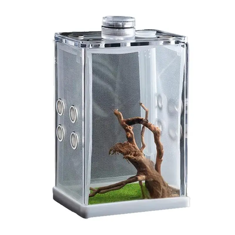 Jumping Spider Enclosure with LED Lighting