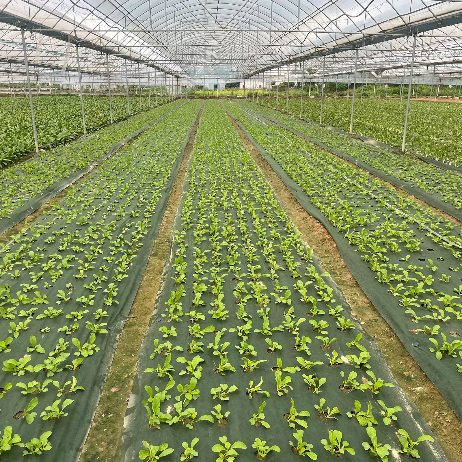 Durable Green & Black Perforated Weed Barrier Fabric with Premium Ground Stakes