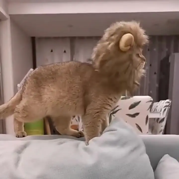 Costume Da Leone Per Gatti E Cani – Criniera Morbida In Peluche, Taglia Unica Circonferenza Collo 36 Cm, Perfetto Per Feste