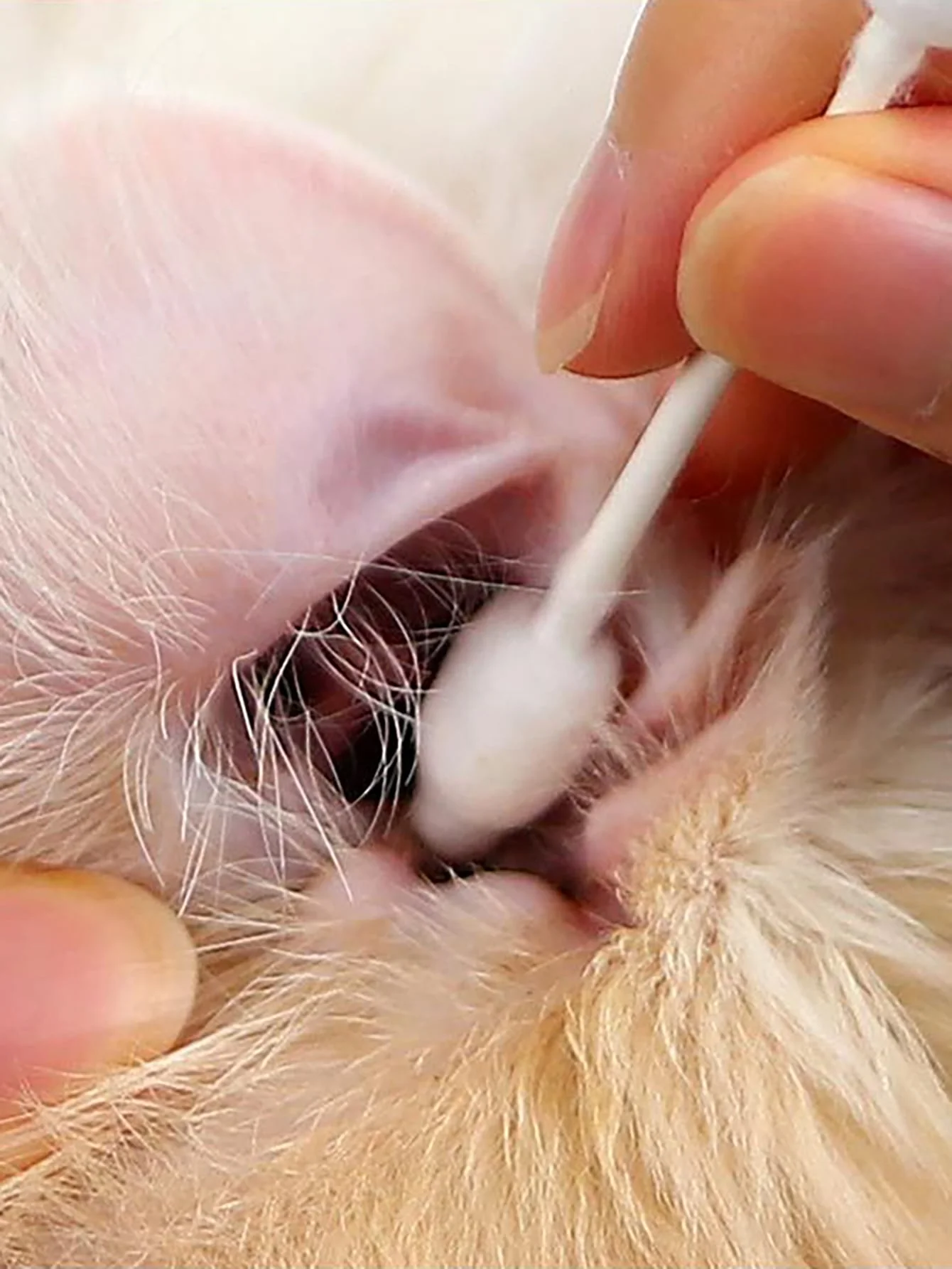 1pc-Pet cotton swab, a dual-use large tip for ear and skin cleaning, gentle care for cats and dogs