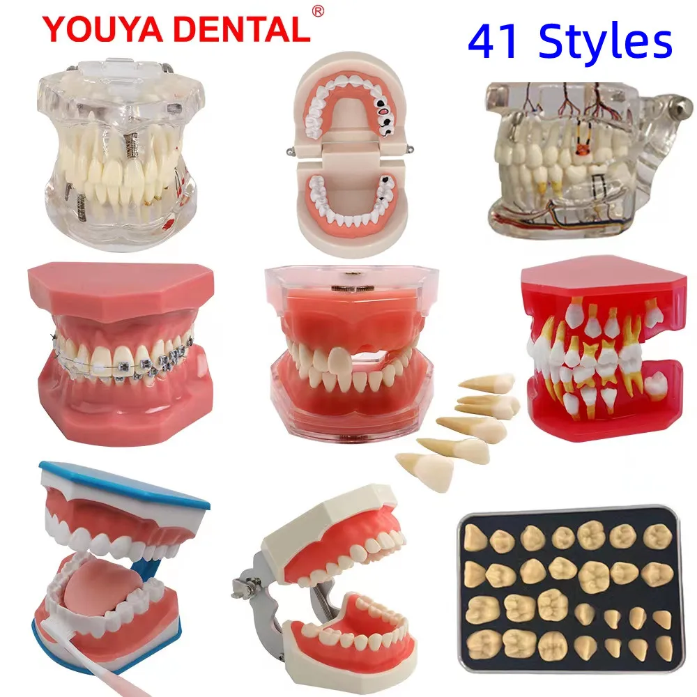 41StylesDentalModelTeethTeachingModelDentistTypodont