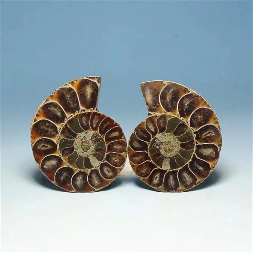 Natural Crystal Slice Mineral Specimen Gemstone Healing Quartz Rare Home Decoration Gifts Fengshui Ammonite Slice Collection 2