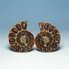 Natural Crystal Slice Mineral Specimen Gemstone Healing Quartz Rare Home Decoration Gifts Fengshui Ammonite Slice Collection 2