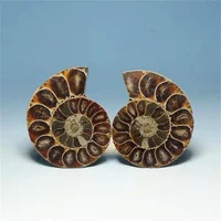 Natural Crystal Slice Mineral Specimen Gemstone Healing Quartz Rare Home Decoration Gifts Fengshui Ammonite Slice Collection 2