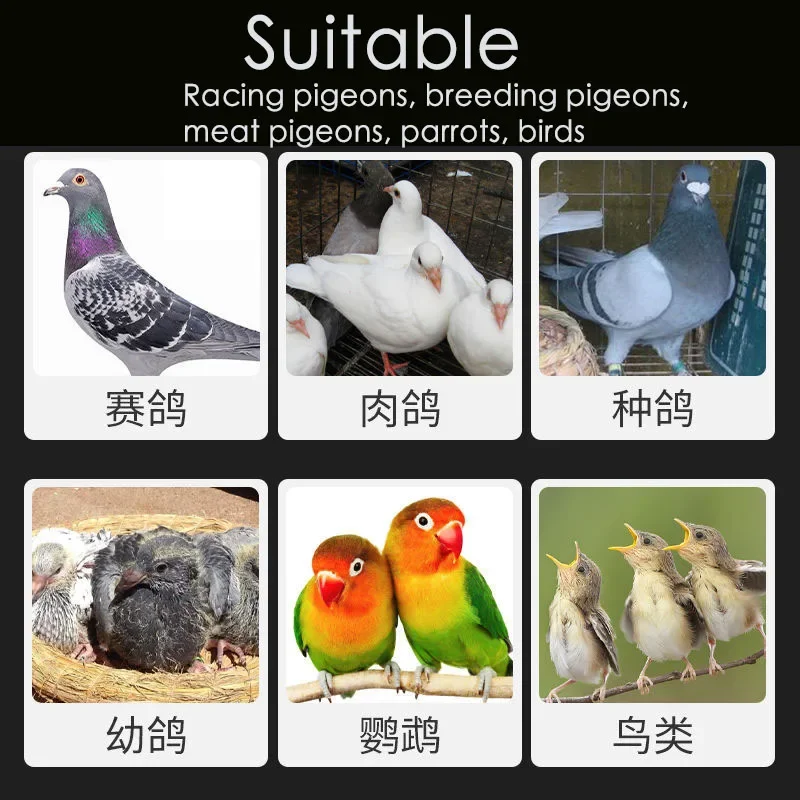 Pox Likang pigeon, homing pigeon, parrot, bird removal pigeon pox