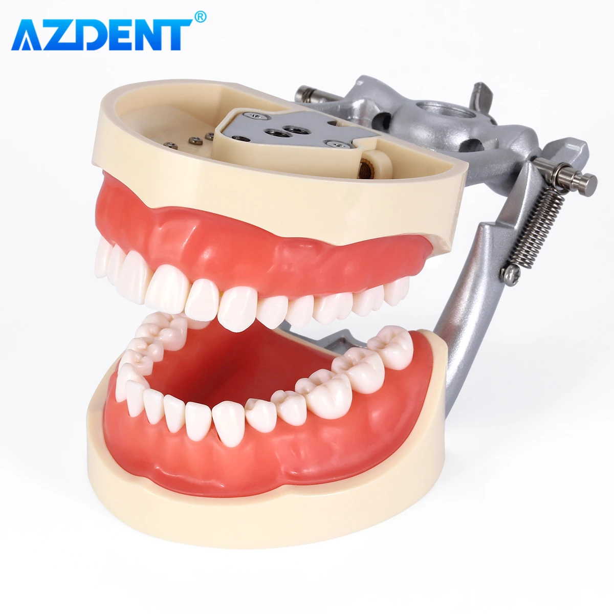 AZDENT 치과 치아 모델, 탈부착 치아 표준 연구, 교육 타이포돈트 데모 모델, 치과 클리닉 치과의사, 32 개