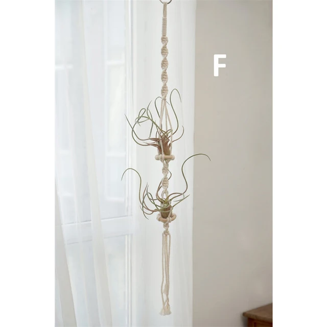 Air Plant Holder F