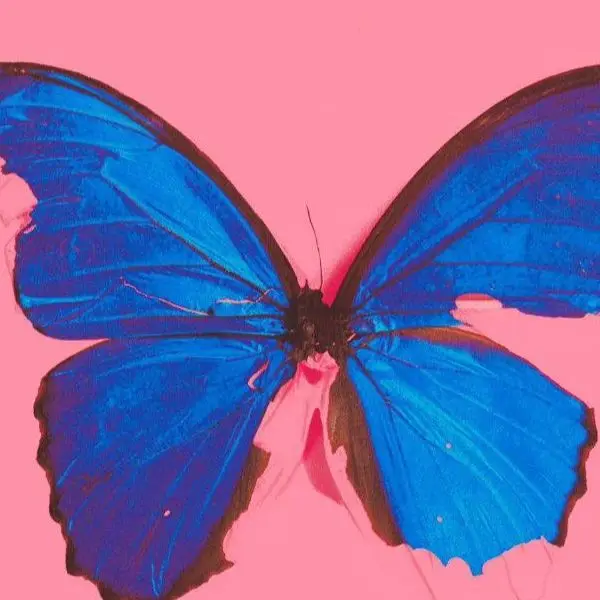 Princess Of Butterfly Store