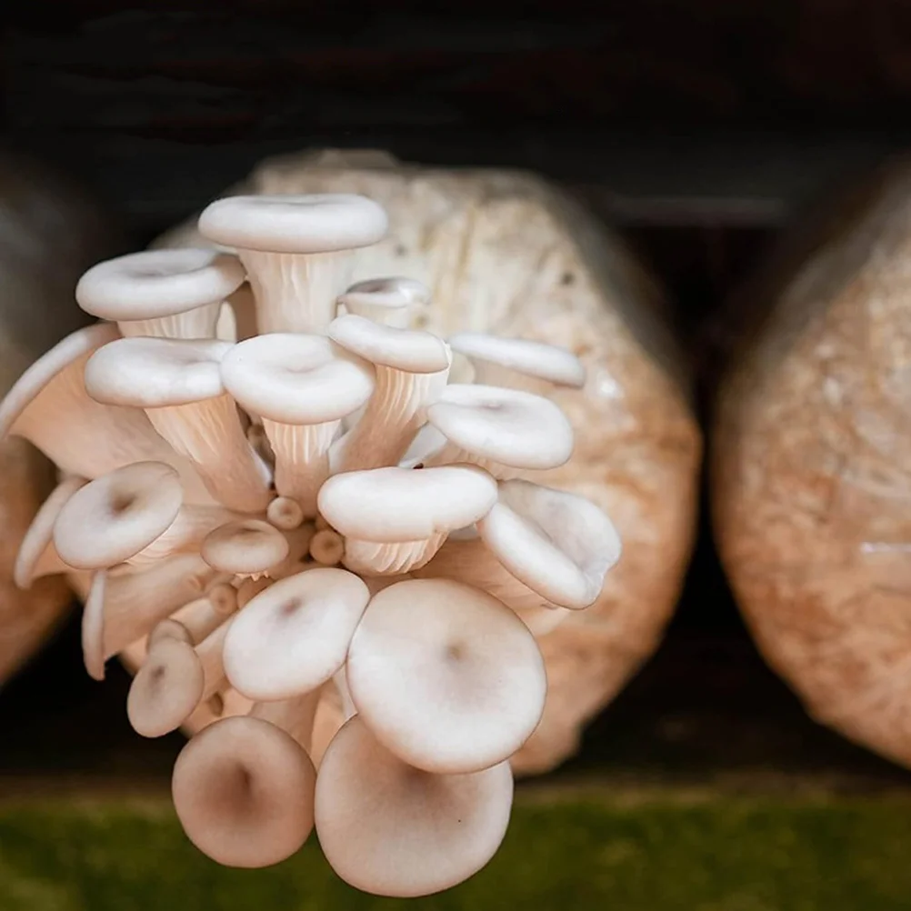 

20 Pcs Edible Mushroom Strain Bag Spawn Bags Cereal Cereals Clear Growing Breathable Sealable Pp Polypropylene