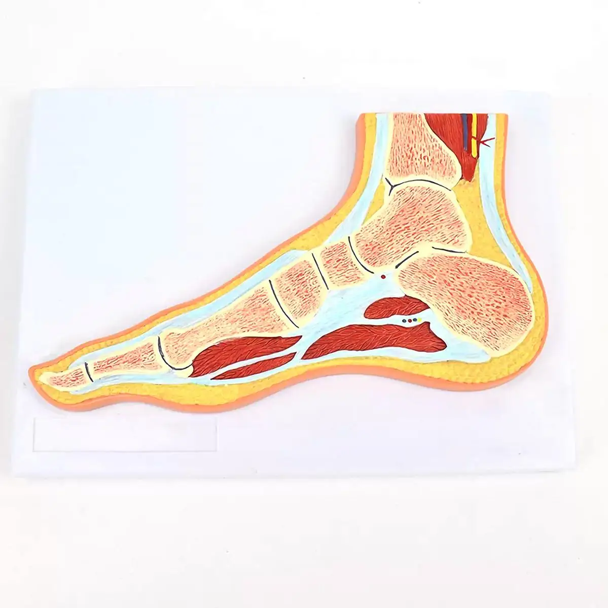

PVC Human 1 Part Foot Joint Profile Model Medical Anatomical Models Teaching