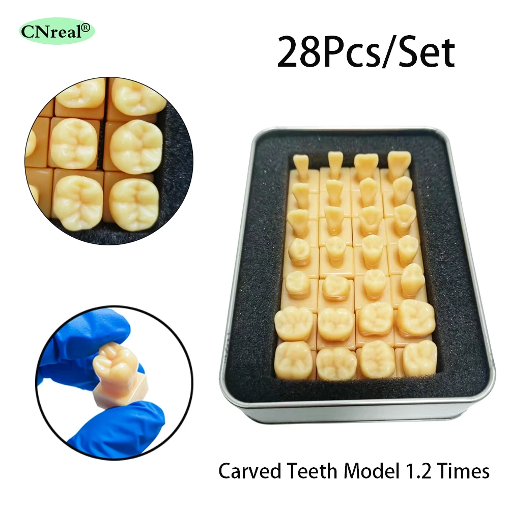 

28Pcs/set 1.2 Times Dental Carving Teaching Permanent Tooth Models Comparison Model Dentistry Student Practice Study Products