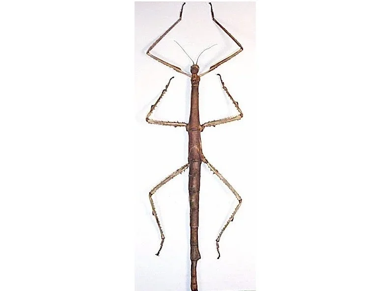 Thai Giant Mimic Bamboo Stick Insect Specimen Decoration Real Insect Display Research Photography Taxidermy 2