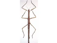 Thai Giant Mimic Bamboo Stick Insect Specimen Decoration Real Insect Display Research Photography Taxidermy 2