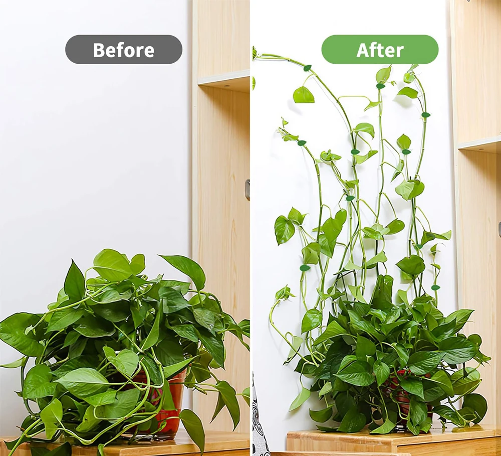 10-50Pcs Plant Climbing Wall Fixture Clips Acrylic Sticker Self-Adhesive Hook Plant Vine Traction Holder Indoor Outdoor Decor 5
