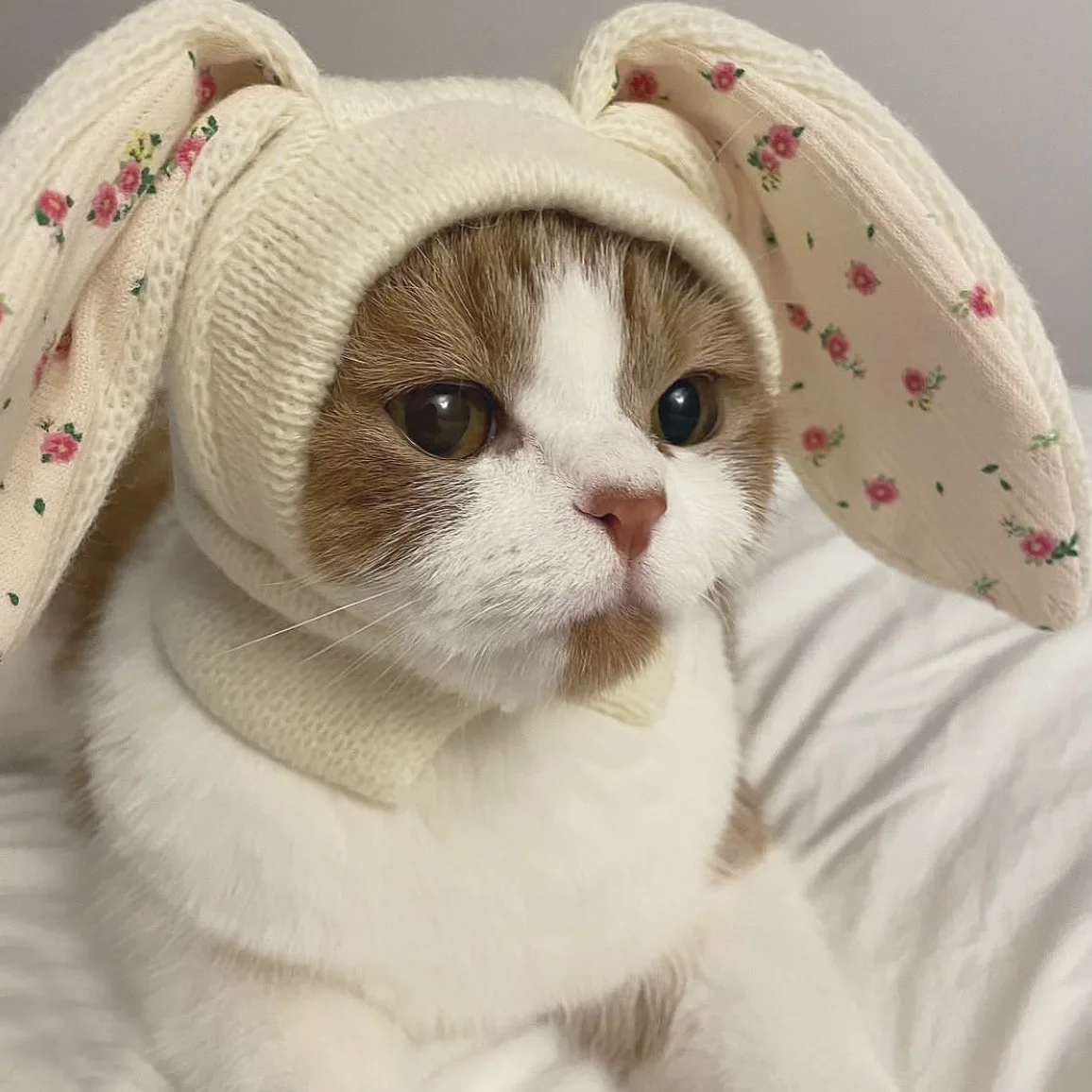 

Pet Headgear Winter Elastic Warm Dog Cat Hat Knitting Cute Rabbit Ears Shape Hat Pet Cap Dogs Warm Headwear Pet Accessories