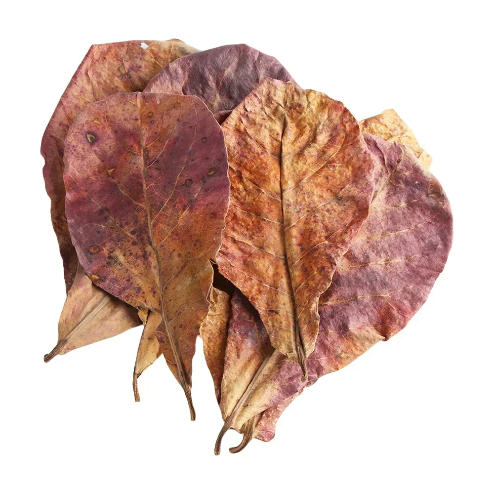 Aquarium leaves Natural Terminalia Catappa Foetida Leaves Island Almond Leaf Fish Cleaning Treatment Aquarium Tank