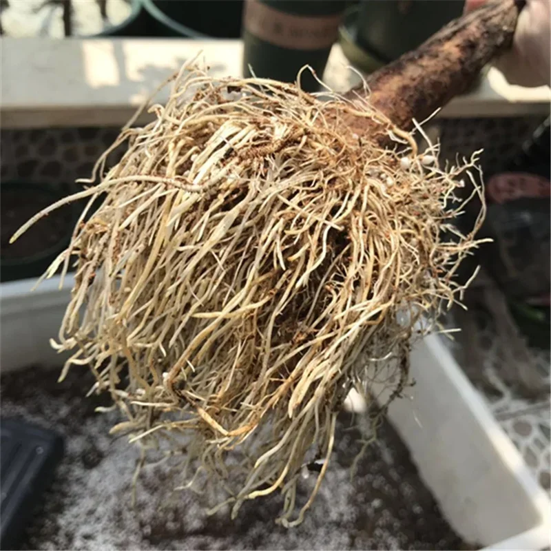 10g Quickly Rooting Powder Hormone Regulators Growing Seedling Recovery Germination Vigor Aid Fertilizer Home Garden indole butyric acid potassium