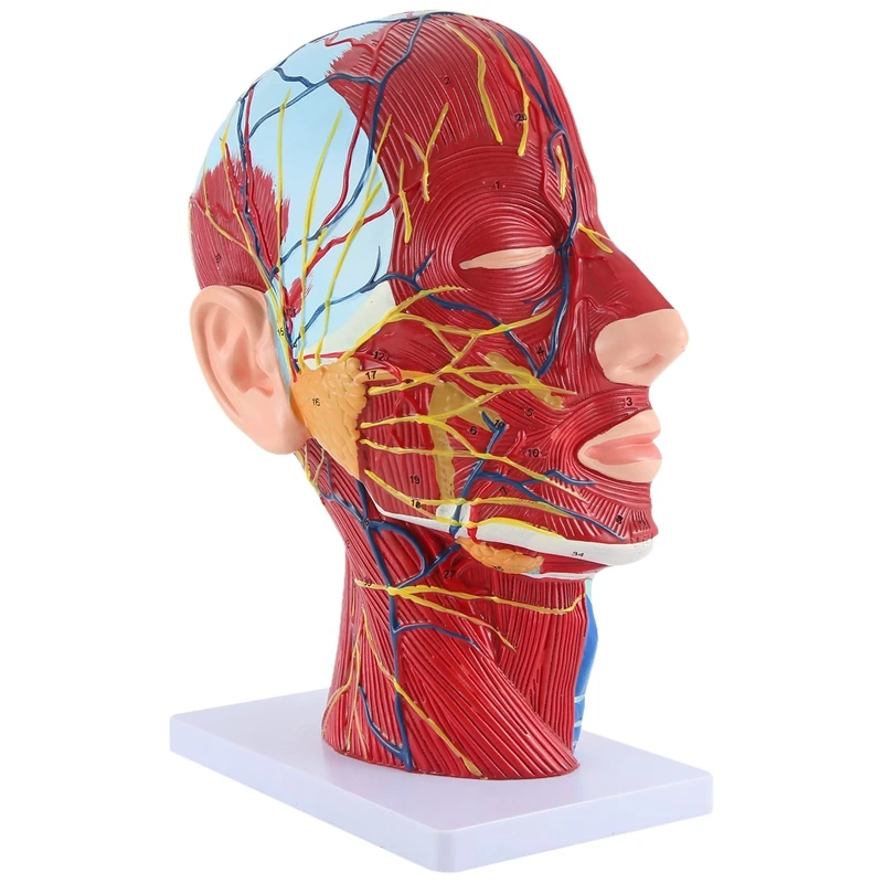 

Модель головы Midsagittal, модель для обучения, пародическая форма для шейного отдела позвоночника, головы и шеи, анатомия, Otolaryngology модель, легкая установка