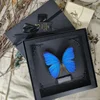 Morpho Didius Real Butterfly Specimens Original Butterfly Wings Spread Out  Animal Specimens Valentine's Day Gift Home Decor 1