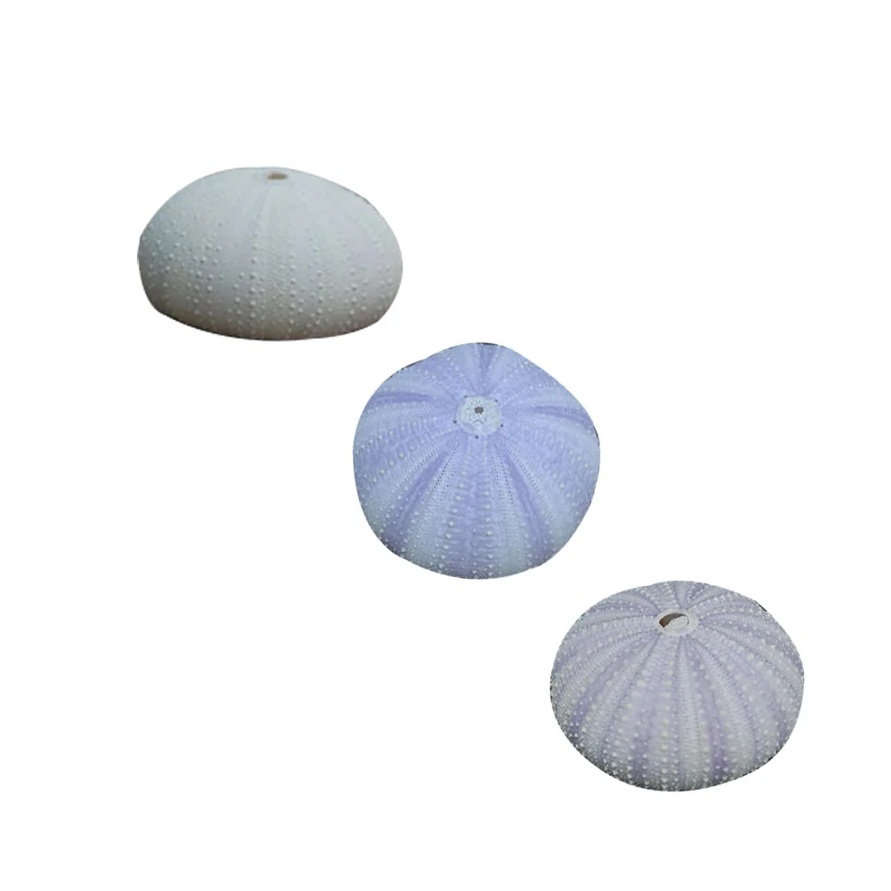 3 Pcs Desktop Shell Ornament Dried Small Planting Holder Sea Urchin Shells