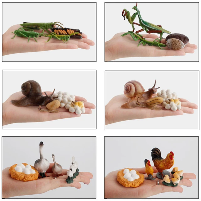 Simulation Animal Life Cycle Children Montessori Toys Insect Plant Growth Cycle Model Biology Science Educational Teaching Aids 5