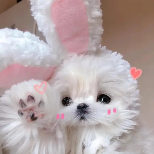 Cat Hat Cute Bunny Ears Plush Pet Hat Cat Dog Warm Headdress Christmas Cosplay Costume Photo Shoot Pet Accessories