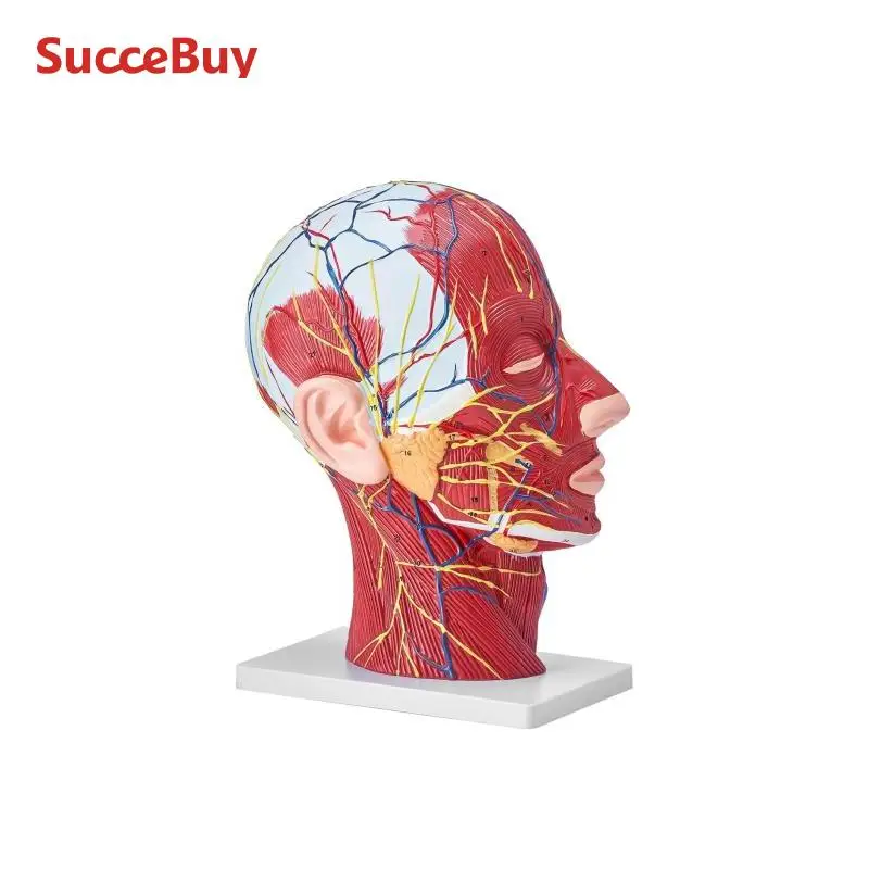 VEVOR Life-Size Skull Model 1