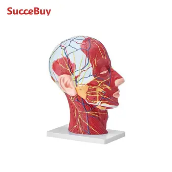 VEVOR Life-Size Skull Model 1