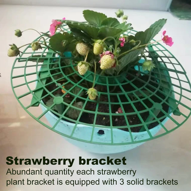 1/2/5/10Db Strawberry Támogatás A Növényi Gyümölcs Állványtermelő Kerti Szerszámok Szőlő Védelme Érdekében Kerülje Talajt - Image 3