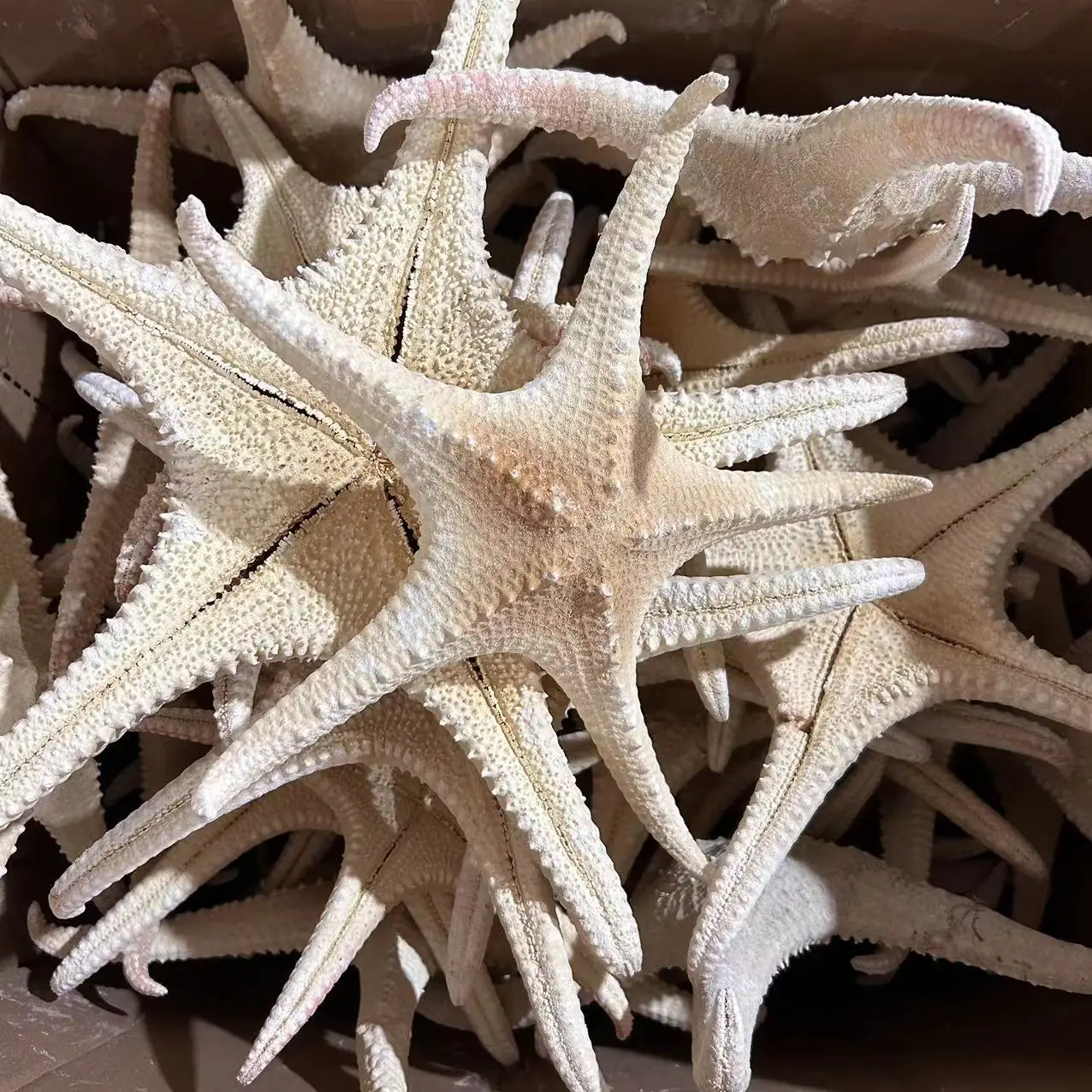 Natural Shell Conch Window Landscaping Mediterranean Decorative Bread Star Micro Landscape Starfish natural shell ornaments