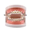 Dental Orthodontic Treatment Teeth Model With Bracket Arch Wire Buccal Tube Ligature Ties Dentist Lab Tooth Model Teaching Tools 1