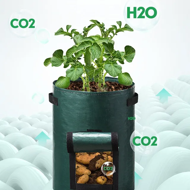 Burgonyazsák És Zöldségvödör Eper Táska Pe Spárga Korona 2 Éves Napraforgó Madarak Fű 20 Lb - Image 6