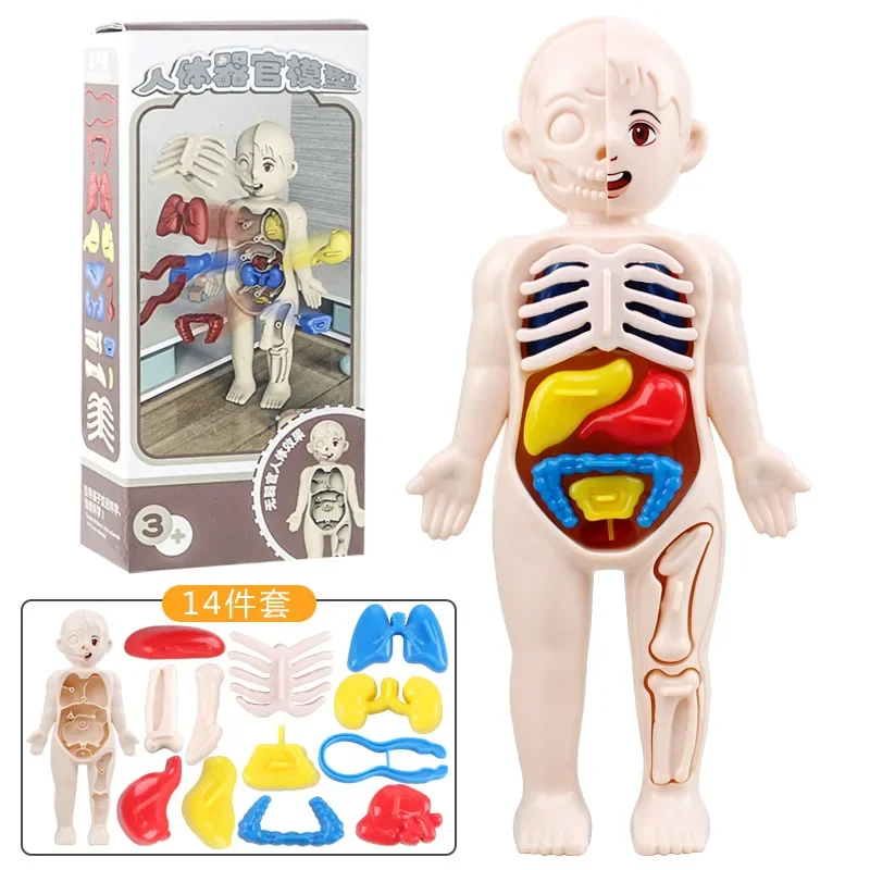 

Montessori Toys Children's Science Education Human Body Organ Model Assembled Toy Teaching Tool for Kids Early Education Toys