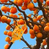 1/5x Fruit Picker High-altitude Fruit Collection Plastic Fruit Picking Device Loquat Bayberry Hand Catcher Tools Gardening Tool 4