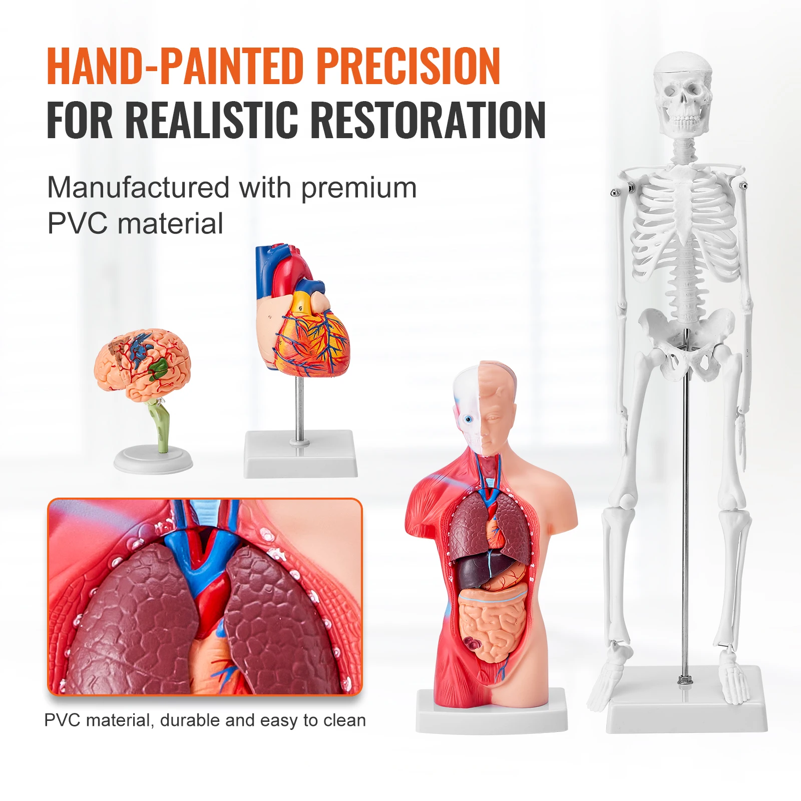 Modello Scheletro Della Mano In PVC A Grandezza Naturale - Anatomico Per Didattica Scolastica E Studio Medico