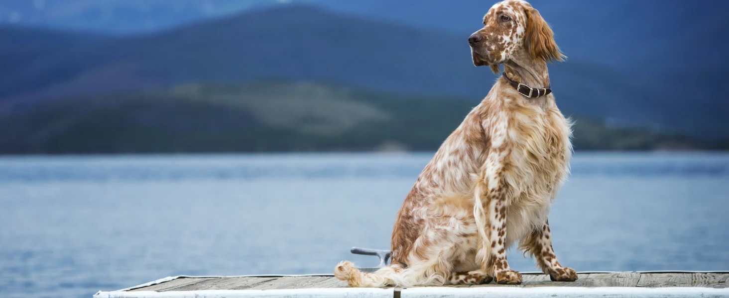 Pro Plan dog by water