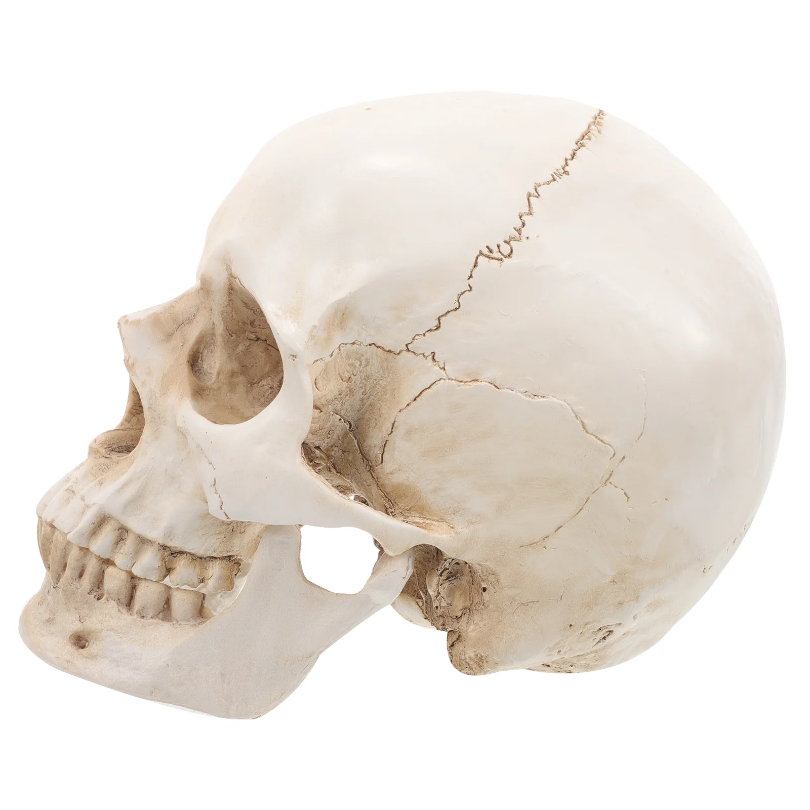 

Resin Skull Realistic Human Model Teaching for Education Ornaments Anatomy Detachable Head