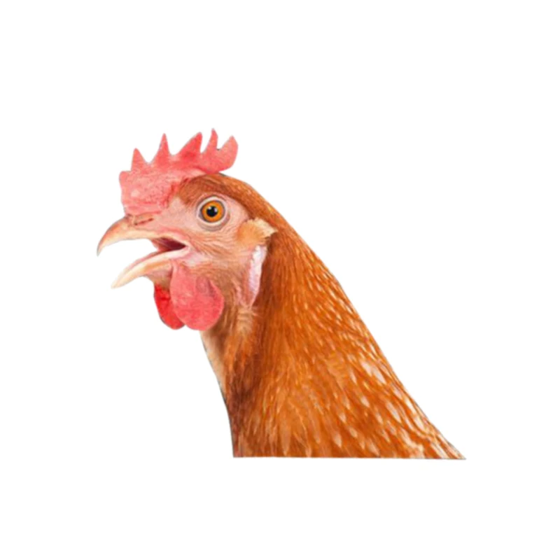 

V69# Car Sticker Red Chicken Waterproof Vinyl Decal Car Accessories Pegatinas Para Coche DIY Car Styling