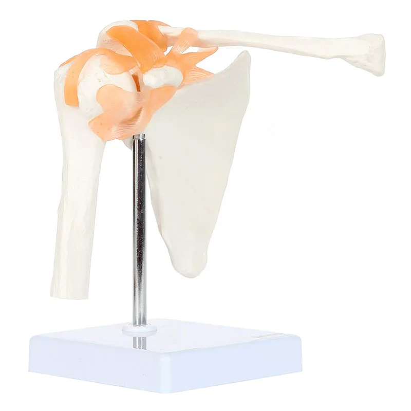 Human Anatomy Shoulder Joint Model Medical Science Teaching Resources Anatomia Teaching Supplies