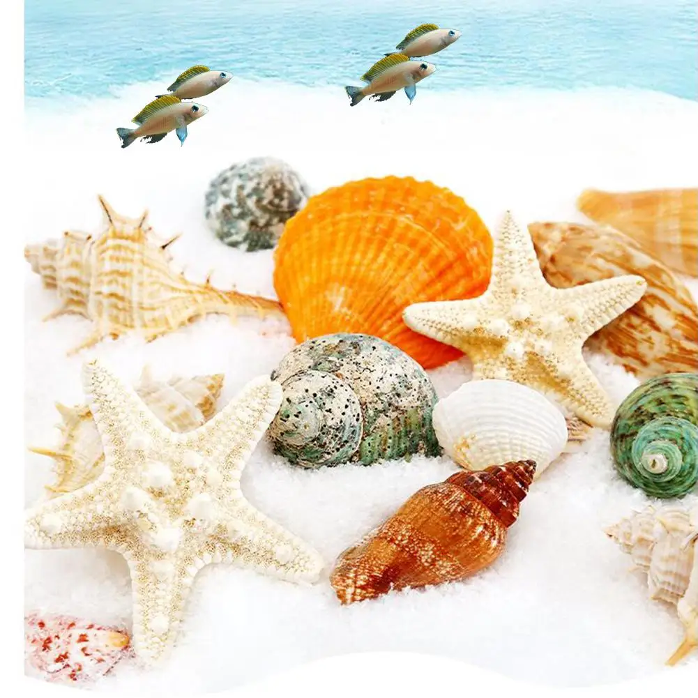 11pcs Hermit Crab Shells Medium Small Growth Turbo Seashells Sea Shell For Hermit Crabs Natural Shell Ornaments