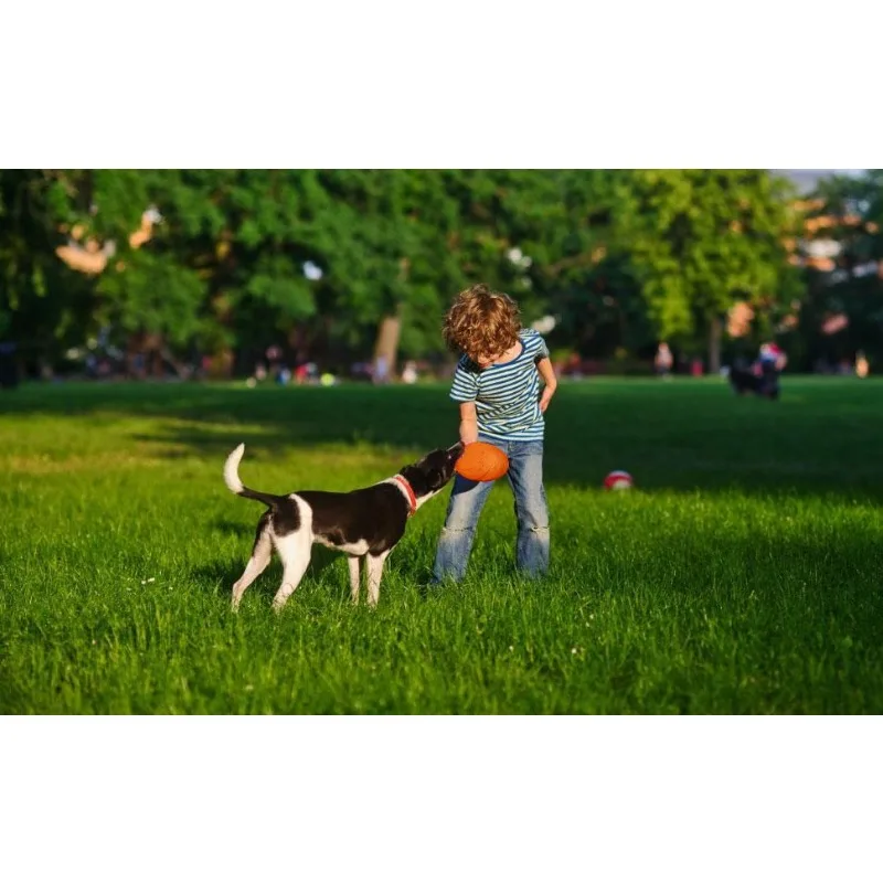 Good Relationship Between You and Your Fur Friends