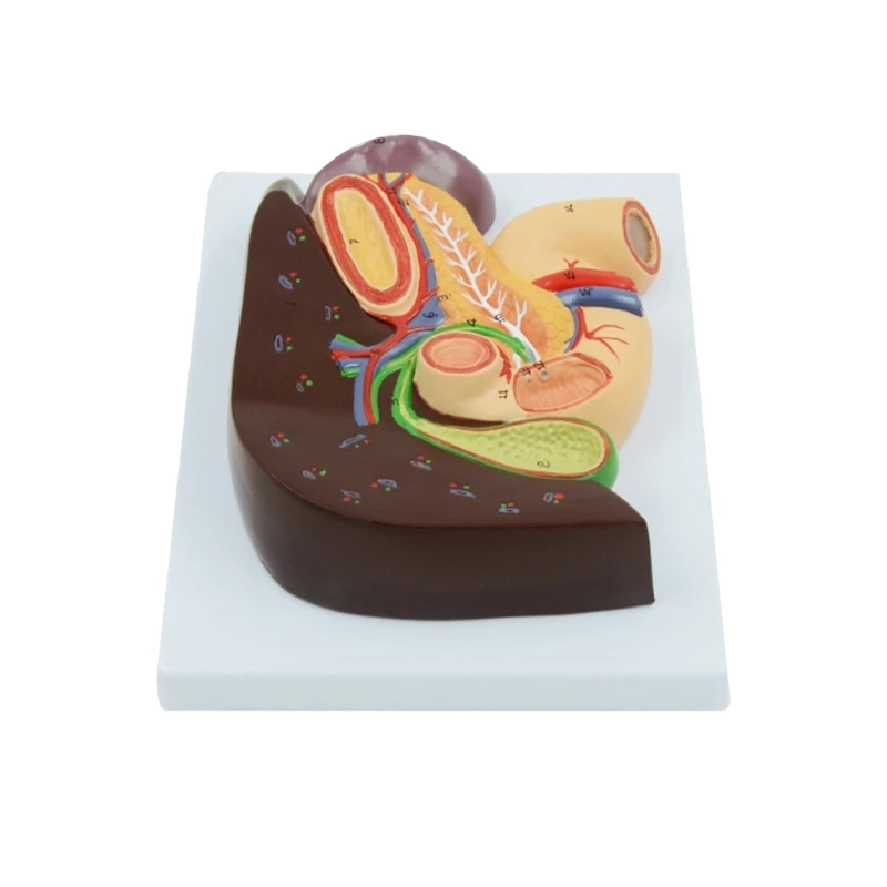 

20CB Anatomical Liver Pancreas Duodenum Model Shows Details of Liver, Gallbladder, Pancreas and Duodenum for Medical Lecture