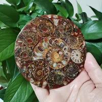 11CM Natural Ammonite Disc Conch Nautilus Specimen Healing Decoration Gift Coaster Art Disc Quartz Crystal Cup Mat Stone 1
